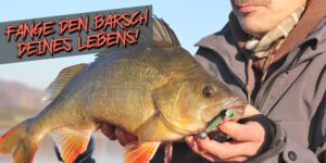 Barschköder Barschköder - Ein Slider für die Kategorie Barschköder, darunter zählen, Creature Baits, Gummifische, Hardbaits und Wobbler.